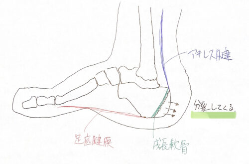 かかとにつながる筋肉