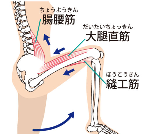 太ももの前の筋肉は膝を伸ばす筋肉（大腿直筋）