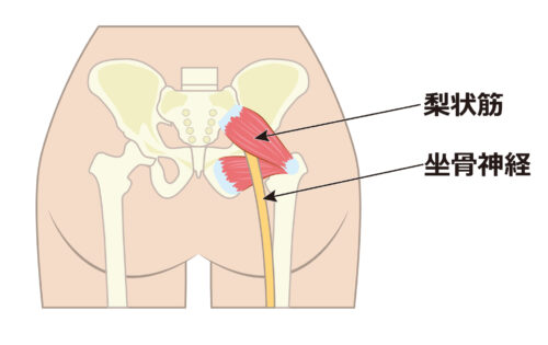 お尻の筋肉