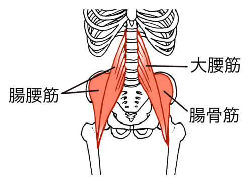 股関節の前にある筋肉（腸腰筋）