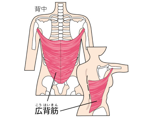 肩甲骨周りの筋肉