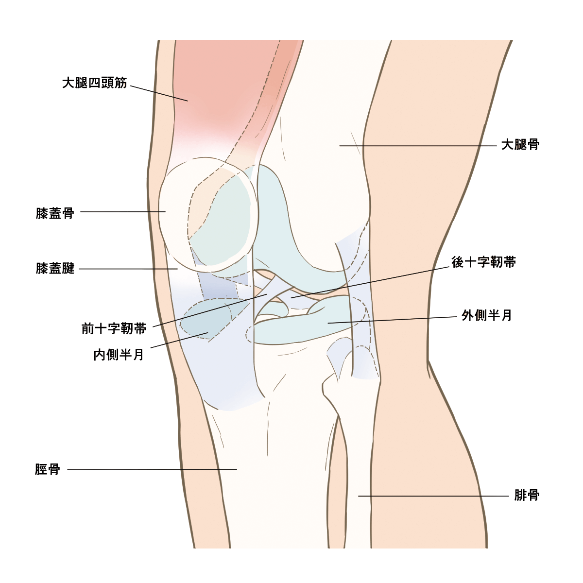 膝関節