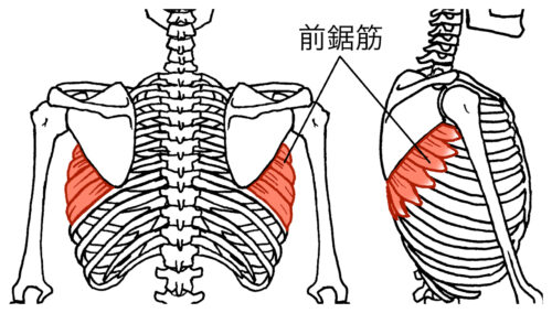 肩甲骨裏側の筋肉