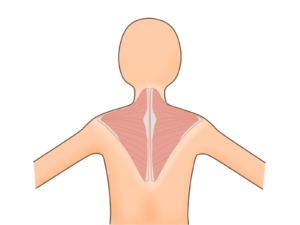 肩甲骨の筋肉