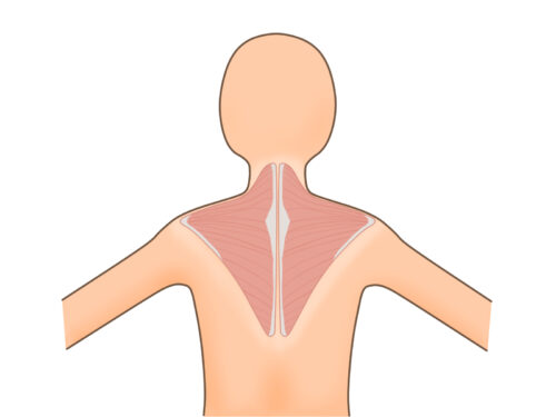 肩甲骨の筋肉