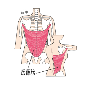 骨盤の筋肉