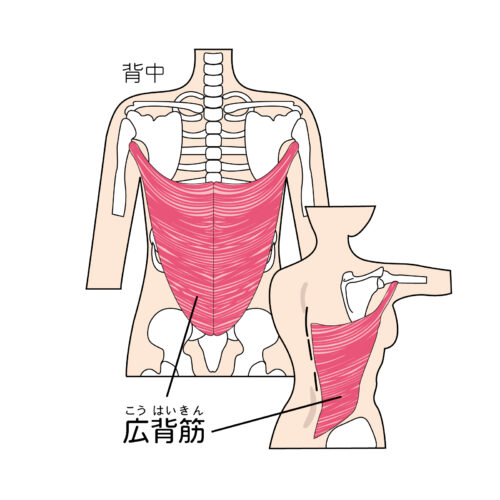 骨盤の筋肉