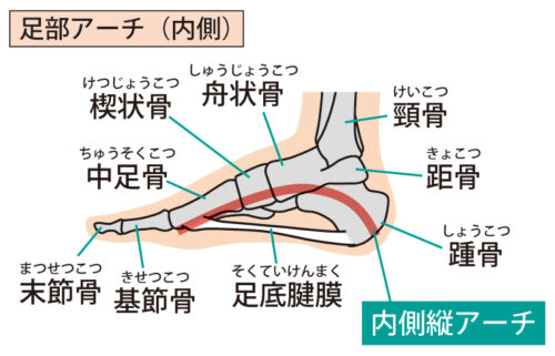 足の内側の土踏まず（アーチ）