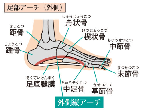 足の外側の土踏まず（アーチ）