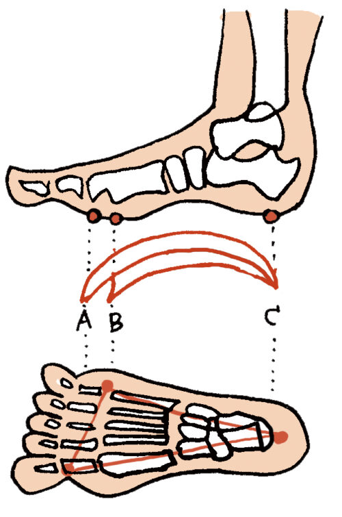 足の指の付け根部分の土踏まず（アーチ）