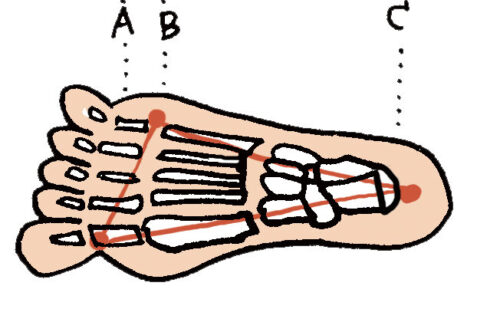 足底アーチ