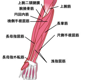 腕の筋肉(曲げる筋肉)