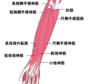 腕の筋肉(伸ばす筋肉)